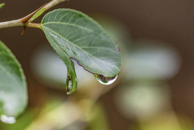 Close-up of water drops on plant leaves