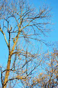 Low angle view of bare tree against blue sky