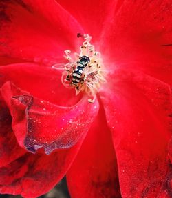 Close-up of fly on pink flower