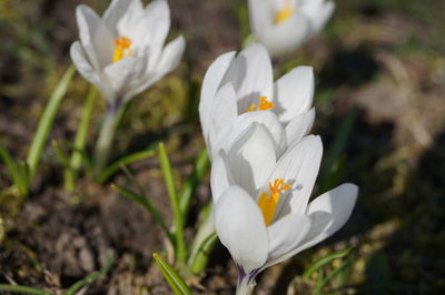 Close-up of white flowers