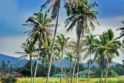 Palm trees against sky