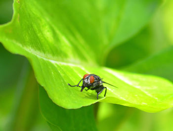 Close-up of fly on leaf