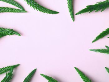 Close-up of potted plant against white background
