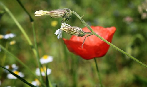 Close-up of insect on red rose