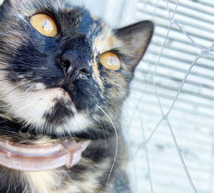 Close-up portrait of a cat