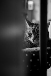 Close-up of a cat resting