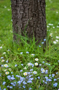 Close-up of flowering plant growing on field