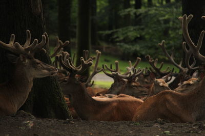 Herd of deer in the forest 