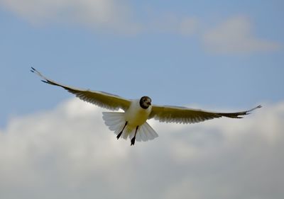 Low angle view of seagull flying in sky