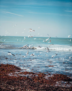 Seagulls on beach