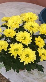 High angle view of yellow flowering plant