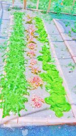 High angle view of multi colored candies on plant