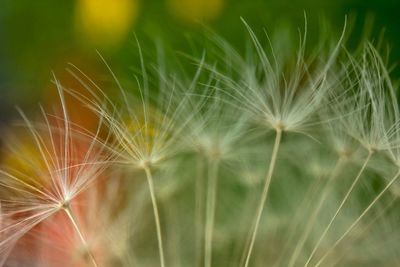 Close-up of dandelion against plants