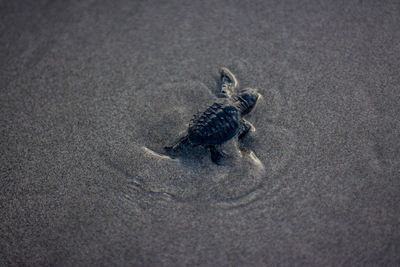 High angle view of turtle on beach during sunset