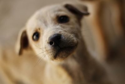 Close-up portrait of dog