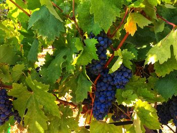 Grapes growing in vineyard
