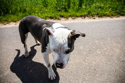 High angle view of dog on road