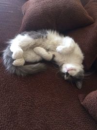 Close-up of cat sleeping on sofa at home