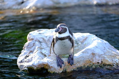 View of bird on rock