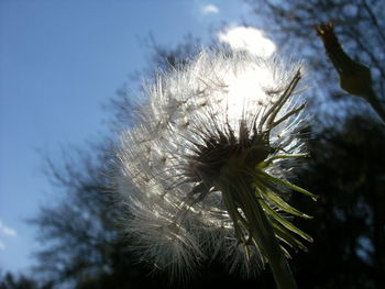 Close-up of flower tree against sky