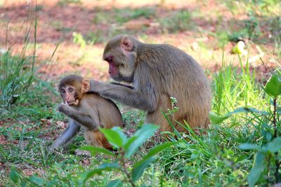 Monkey sitting on field grooming session