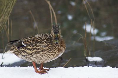 Close-up of bird perching on snow field