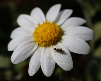 Close-up of insect on flower