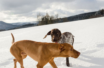 Dog standing on snow field against sky