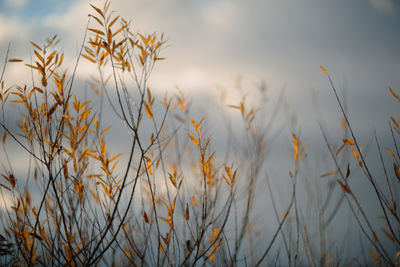 Close-up of stalks against the sky