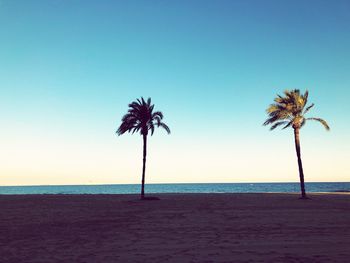 Palm trees on beach against clear sky