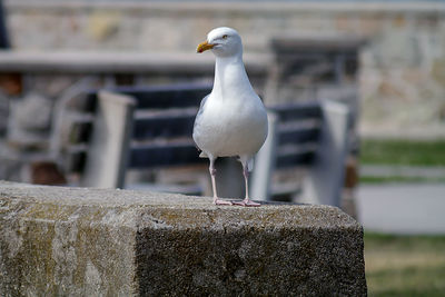 Close-up of seagull perching on retaining wall