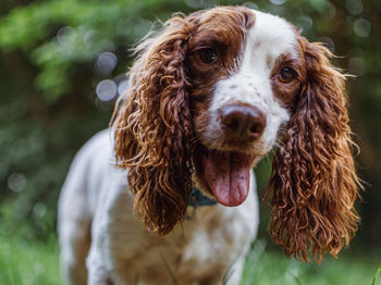 Close-up portrait of a dog