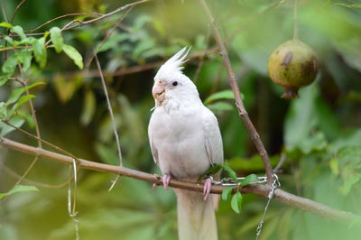 Close-up of bird perching on branch