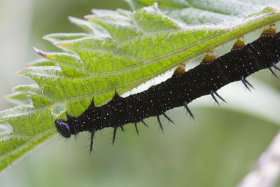 Close-up of insect on plant