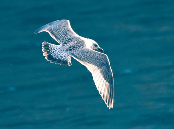 Seagull swimming over sea