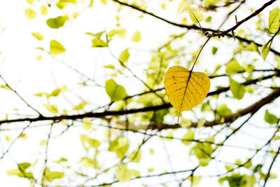 Close-up of yellow leaves against blurred background