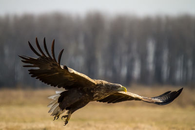 Close-up of eagle flying