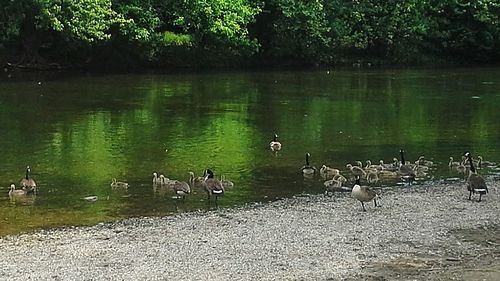 Ducks in water