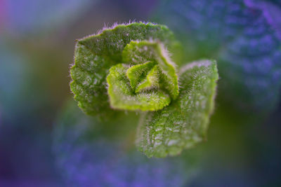 Close-up of plant