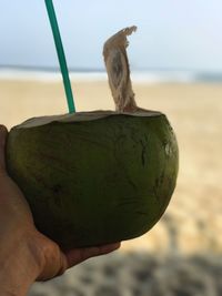 Close-up of hand holding lizard on beach