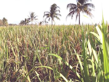 Crops growing on field against sky