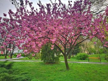 Flower trees on landscape against sky