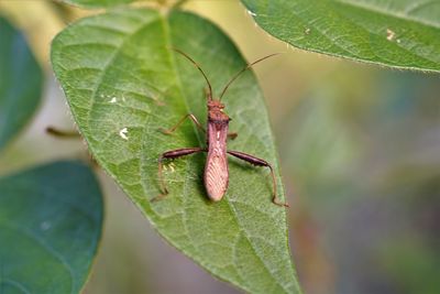 Close-up of large brown bean bug on the bean leaf