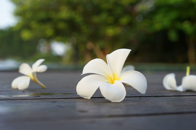 Close-up of white flower on wood