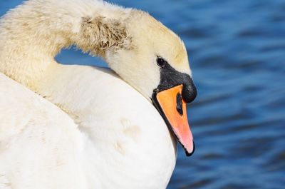 Close-up of swan swimming in lake