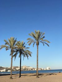 Palm trees on beach against clear blue sky