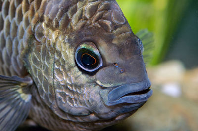 Close-up of turtle in sea