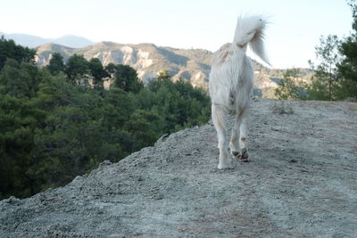 animal