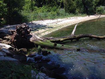 River flowing through forest