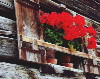 Close-up of wooden red flowers